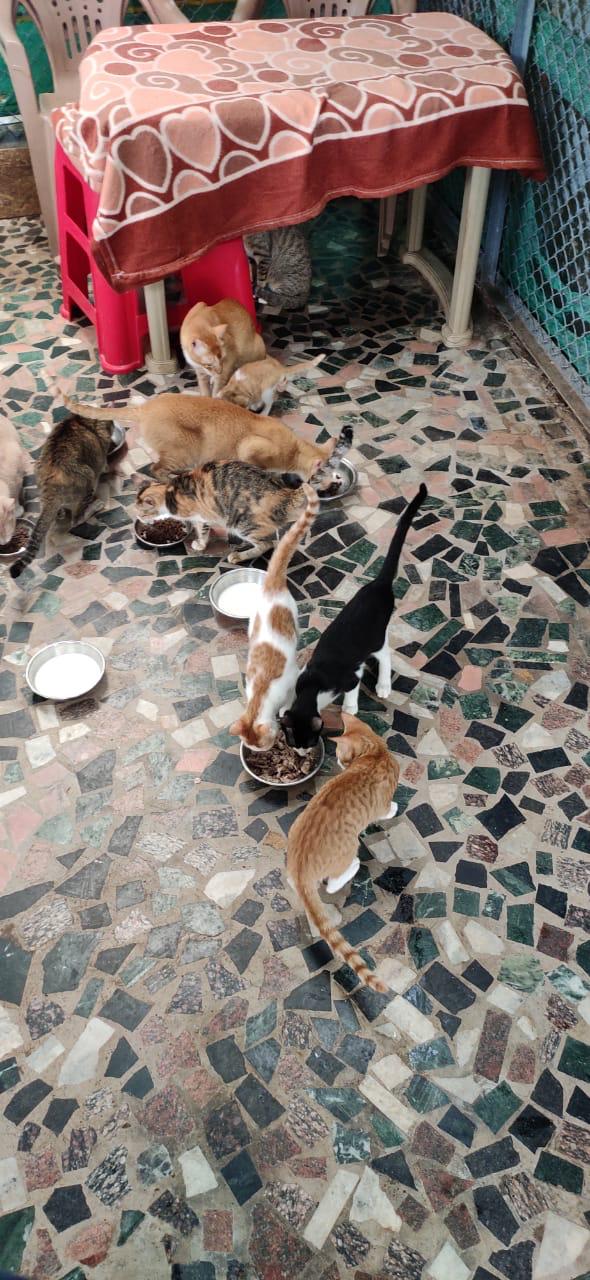Cats being fed at the shelter