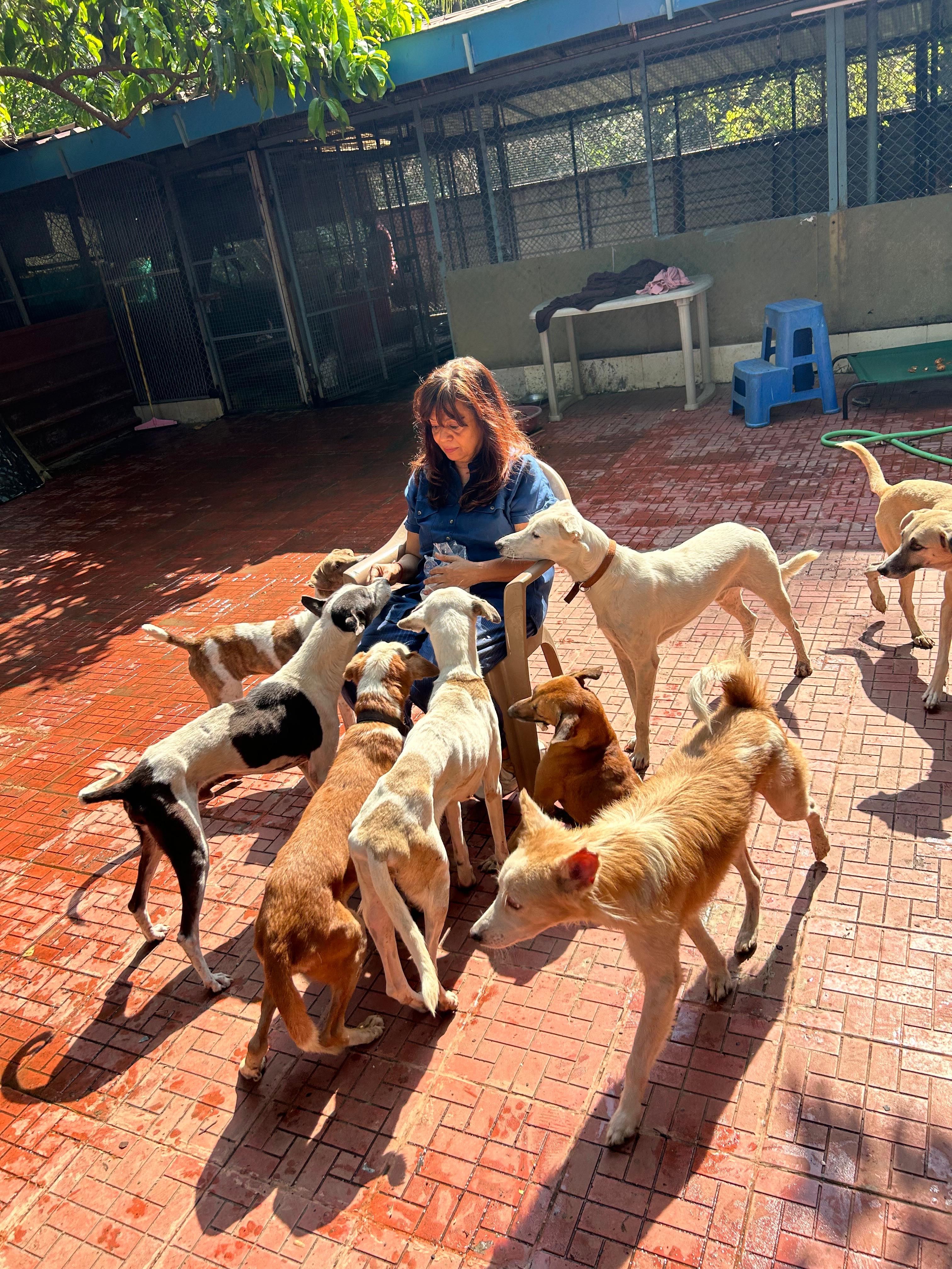 Woman feeding multiple dogs at the shelter
