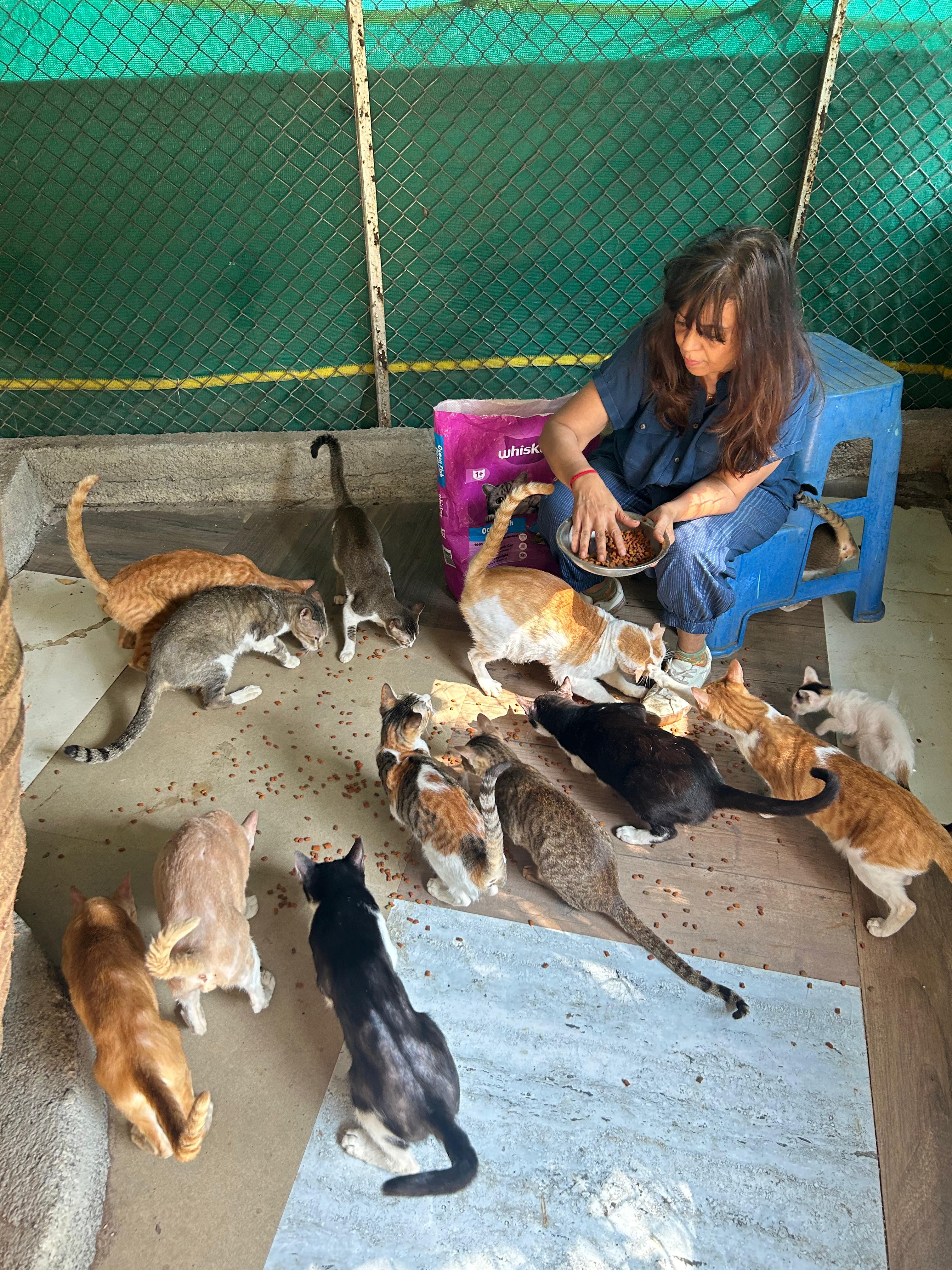 Woman feeding cats in outdoor enclosure