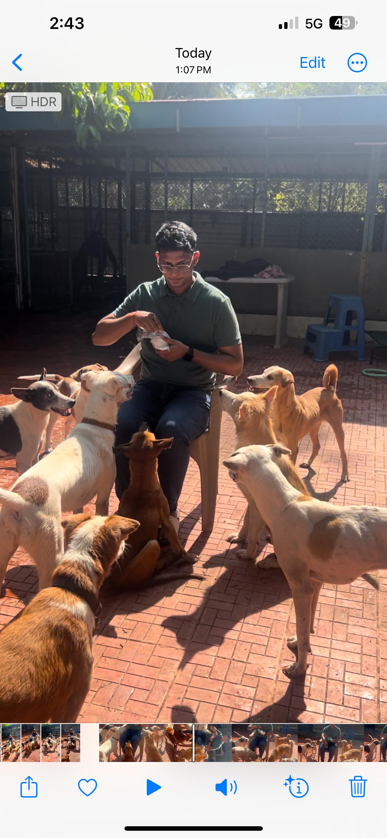 Man feeding dogs at the shelter