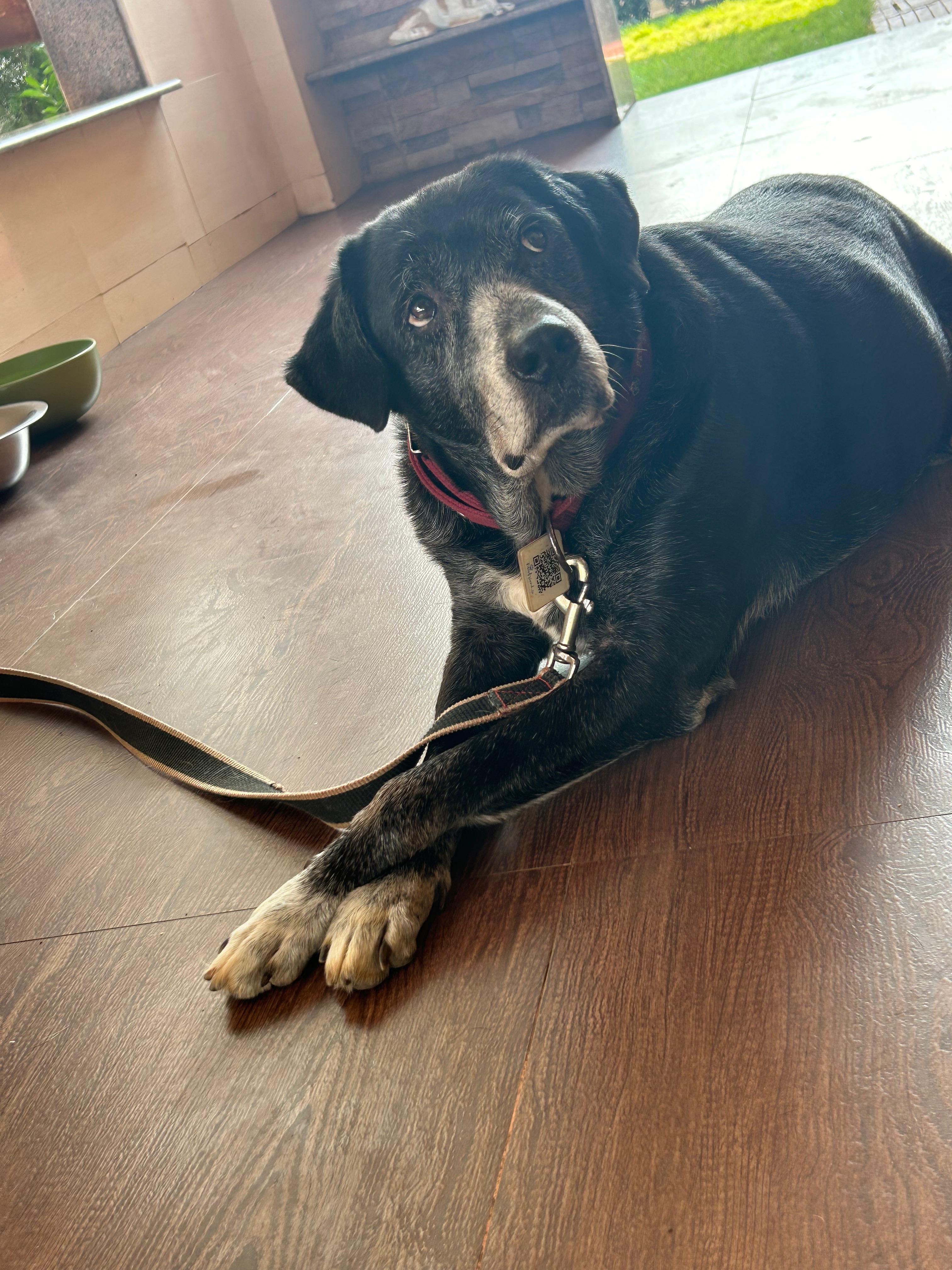 Senior black and white dog at the shelter
