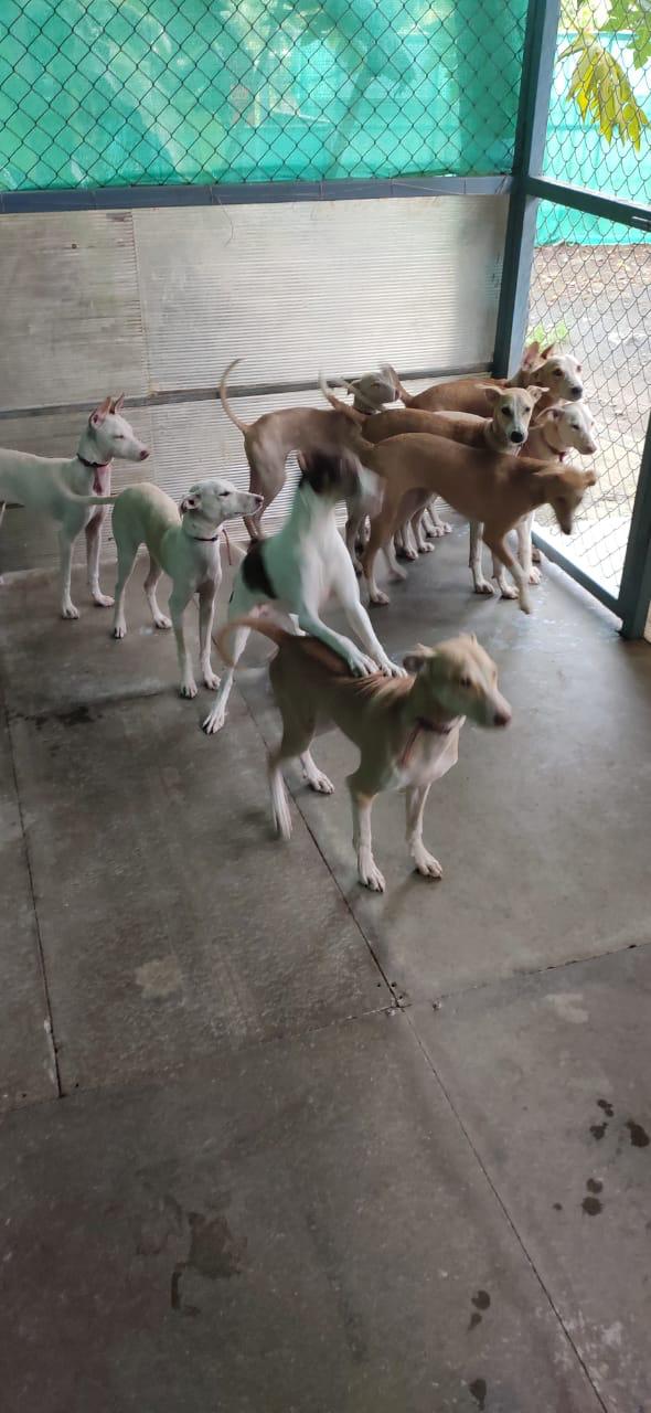 Rescued dogs at Paw Pets Foundation shelter