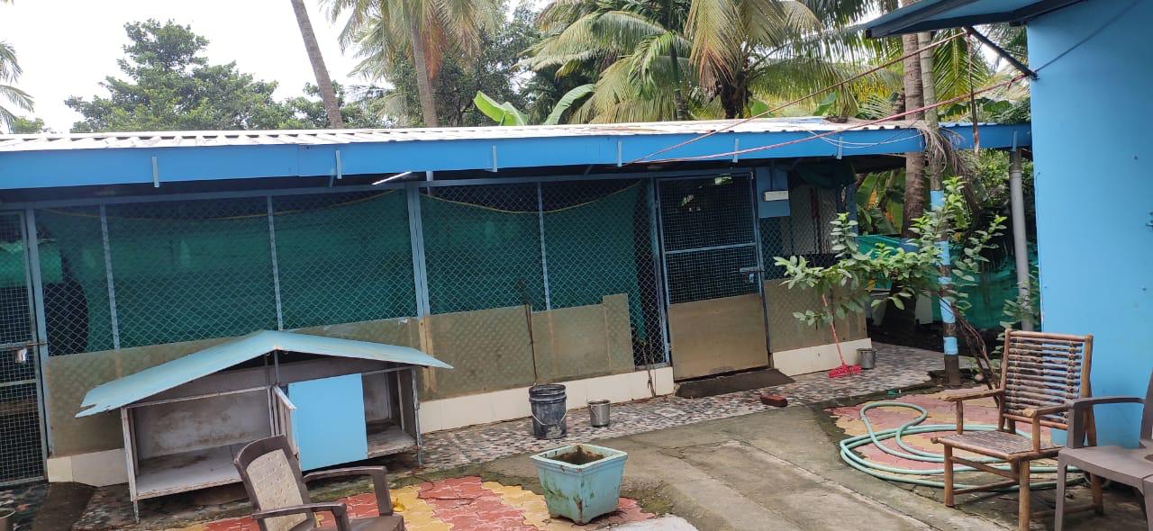 Shelter outdoor area with dog houses